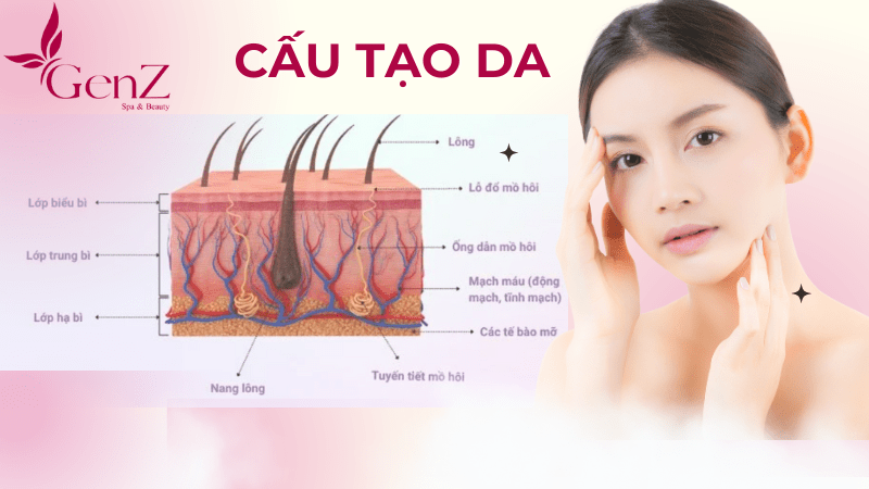 Cấu tạo da